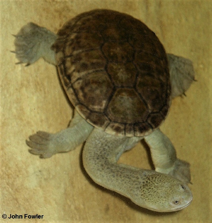 OBLONG TURTLE,Narrow-breasted Snake-necked Turtle,Chelodina oblonga